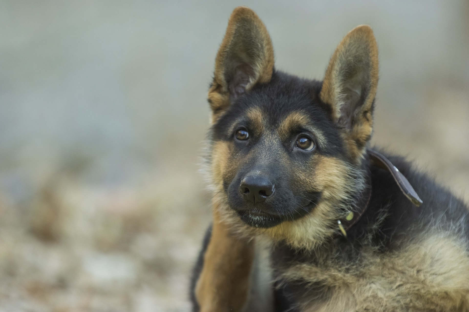 Anskaf En Schæferhund